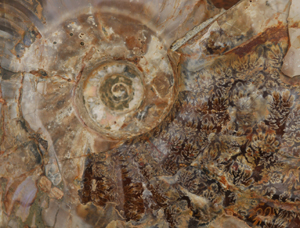 Ammonite. Copyright Bernard Boisson